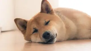 How to Read Shiba Inu Body Language: A Guide for Canine Communication