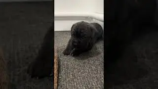 3 week old Cane Corso talking. Info on her line and parents are on our website battlefieldk9.com