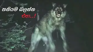 වෘක මිනිසෙක් කැමරාවට සටහන් වුනා 🐺wolf man caught on camera #horror #ghost 