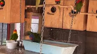 Australian rainbow lorikeets enjoying a cool bath in a very hot day