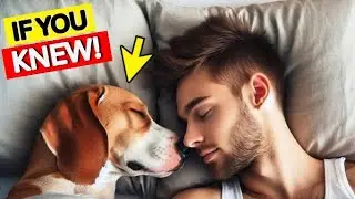 Why Does Your Dog Sleep With You? 10 Surprising Reasons Explained!