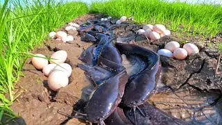 WOW WOW, Fishnig skills catch a lot of fish and duck eggs in rice field after the rian