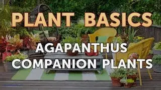 Agapanthus Companion Plants