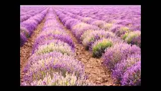 Intro to my Young Living Essential Oils Class 101 + Facebook Event