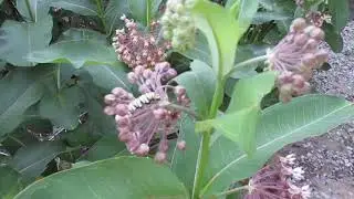 Butterfly/Bee Garden - July 3, 2020