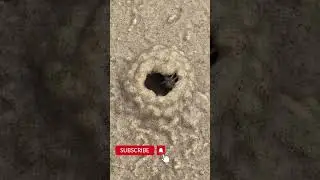 Краб строит дом / crab builds a home #short #trend #crabs #animals #tiktok
