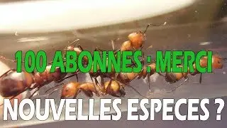 100 abonn&eacute;s - Prochaines esp&egrave;ces - Suivi &eacute;levage fourmis