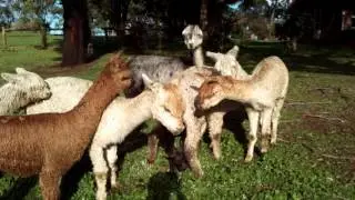 Suri Alpaca cria birth - Boolaroo Prince Caspian