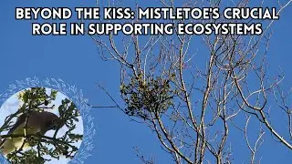 Beyond the Kiss: Mistletoe's Crucial Role in Supporting Ecosystems #highdefinition #4k