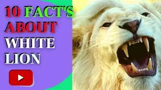 💥💥 Top 10 Interesting Facts And Things About White Lion 👇👇