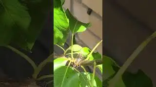 False Widow vs Yellow jacket Wasp UK