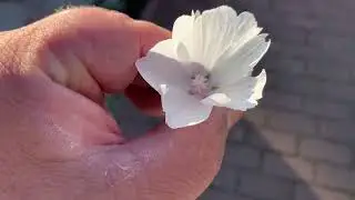 Мальва цвет свой раскрывает&hellip;
