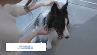 Introducing IntoVET GE, a comprehensive management system for Chinese animal hospitals