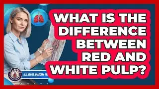 What Is The Difference Between Red And White Pulp?