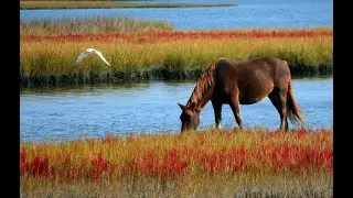 Wild Life Free Stock Video Compilation  - Animals, Birds, insects 4K