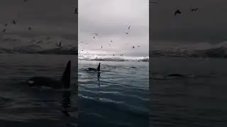Касатки killerwhales #колыма#killerwhale#ocean#marine#dolphin#see#океан#pacific