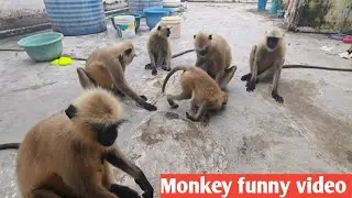 Funny video।। Bandar video।। Animal video।। Langur video।। Cartoon video।। Discovery 