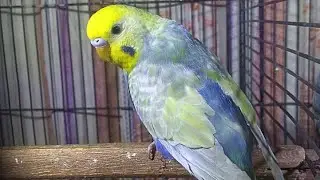Violet Rainbow Budgie | Top Quality Cw Rainbow | Purple 💜 Rainbow 🌈 #rainbowbudgies 