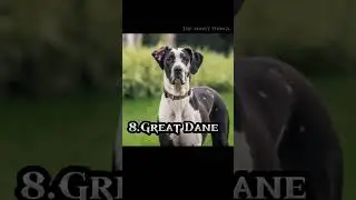 Top 10 most dangerous dogs in the world 🌍#youtubeshorts #viral #dogs#shorts#topaboutthings