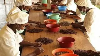 Italian agronomist puts Sao Tome on the map with his 'custom-made' chocolate