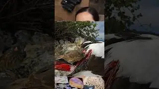 What are blood sucking birds? #podcast #animals #worldswildest #mayahiga