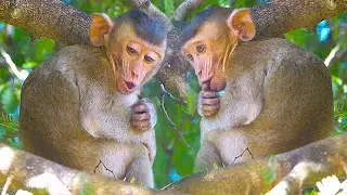 Spoil baby monkey cry cry and screaming loudly trying to milk from mama |#animalpost