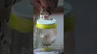 Snake Venom Extraction Explained #Schlangengift #VenenoDeSerpiente #_الأفاعي #MilkingUlar