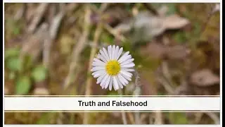 Chapter 12: Truth and Falsehood​