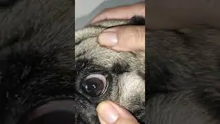 #pug Voc&ecirc; conhece essa mancha nos olhos dos c&atilde;es com dobrinhas? &Eacute; cir&uacute;rgico! #oftamologiaveterinaria