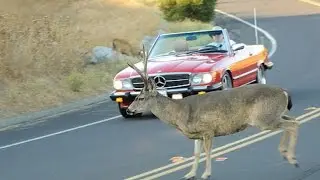 Car Accident Vs Deer Caught on Camera - Best Shot Ever