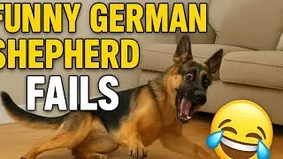 Hilarious German Shepherd Fails 😂 | Funny GSD Moments You Must See