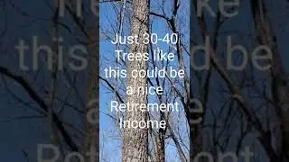 Protect WALNUT TREES like THIS on your farm