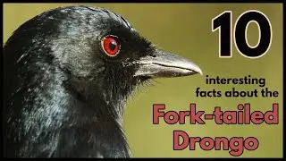 10 интересных фактов о вилохвостом дронго