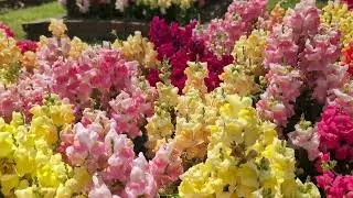 Snapdragons in Bloom &ldquo;Remote Angel&rdquo; by Cobby Costa