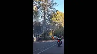 Dichiarazione del Dott. Daniele Zanzi riguardo la capitozzatura (sbagliata) sui platani in citt&agrave;.