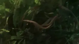 Pangio Oblonga Possible Spawn