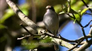 Grey Bush Chat female in the Himalaya