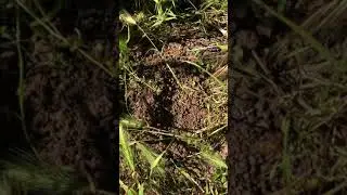 Самый простой способ найти нору суслика под его кучей!