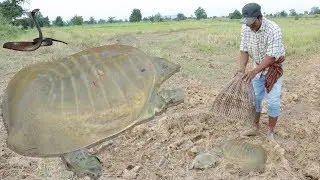 Amazing Men To Look for Lost turtle Quick Trap Cambodia Easy#2