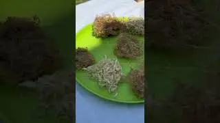 Jamasan Tosan Aji 2025
