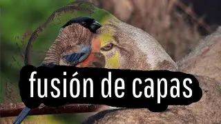 Fusión de capas con Photopea