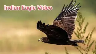 Majestic Eagle in Action &ndash; Stunning Aerial Views & Hunting Skills