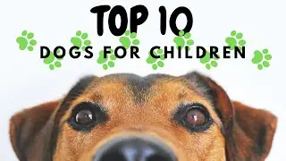 Top 10 Dogs For Kids:  Expert Analysis!