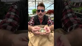 How to Care for Air Plants | Beginner&rsquo;s Guide | Eckert's Belleville IL