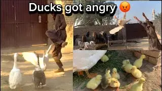 Ducks got angary on us 🤬- Ducks babies-attack of ducks-Duck angary movement-man vs wild