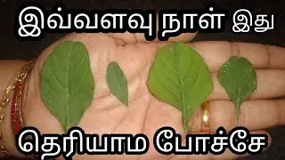 Arai keerai vs Siru keerai| Difference B\W Sirukeerai And Arukeerai