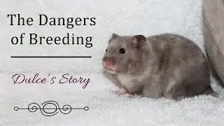 The Dangers of Breeding | Dulce's Story