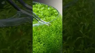 Removing bladder snails #fishtank #aquarium #aquascape #plants