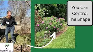How to Prune Rosa Rugosa Quickly