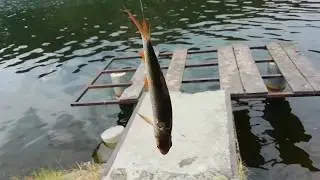 Pêche aux vifs et grosse surprise....